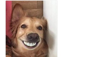 Meme ini kembali menyindir pernyataan Madrid yang pernah mengatakan masih punya banyak bintang lain sepeninggal Ronaldo. (Foto: Internet/Twitter)