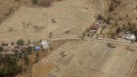 Sejumlah area persawahan di Atambua, Nusa Tenggara Timur (NTT) tampak mengering. Antara Foto/Kornelis Kaha.