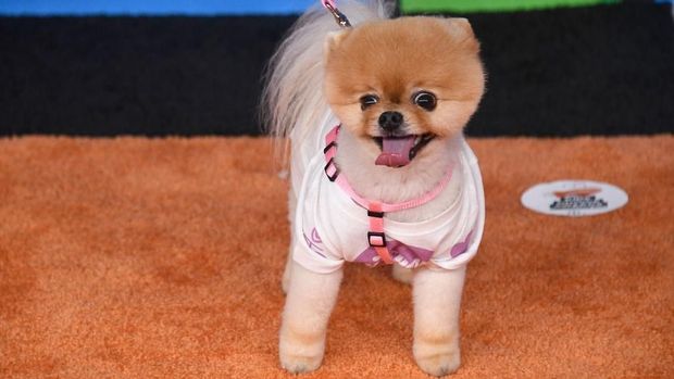 Ini Jiffpom, Anjing Tajir dengan Follower Instagram Nyaris 9 Juta