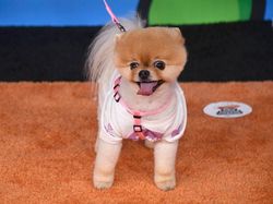 Bikin Gemas! Ini Jiffpom, Anjing Tajir berkat Instagram