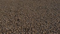 Waduk yang memiliki daerah irigasi seluas 2.823 hekare tersebut airnya menyusut drastis hingga sebagian besar dasar waduk mengering. Antara Foto/Siswowidodo.