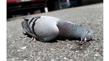 Wajar jika Kim Jong-un waspada, sudah ada seekor burung yang mati setelah terkena bola tendangan Mahrez. Foto: Istimewa