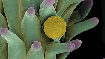 Penampakan serbuk sari. Foto: Ted Kinsman