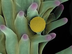 Seramnya Penampakan Ganja Saat Dilihat Pakai Mikroskop