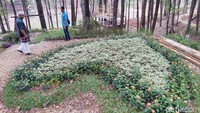 Foto: Semula, Situ Mustika ini adalah sebuah danau yang dikelilingi oleh hutan pinus milik Perhutani. (Dadang Hermansyah/detikTravel)