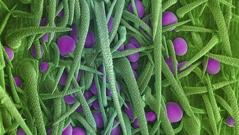  Permukaan batang. Foto: Ted Kinsman