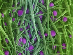 Seramnya Penampakan Ganja Saat Dilihat Pakai Mikroskop