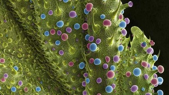 Permukaan daun muda di bagian tunas. Foto: Ted Kinsman