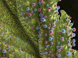 Seramnya Penampakan Ganja Saat Dilihat Pakai Mikroskop