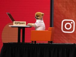 Bikin Gemas! Ini Jiffpom, Anjing Tajir berkat Instagram