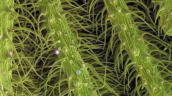 Bagian dari tanaman ganja saat berusia dua minggu. Foto: Ted Kinsman