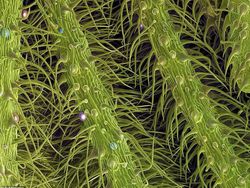 Seramnya Penampakan Ganja Saat Dilihat Pakai Mikroskop