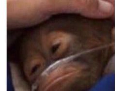 Kalah dari Khabib, McGregor Jadi Korban Meme Kocak