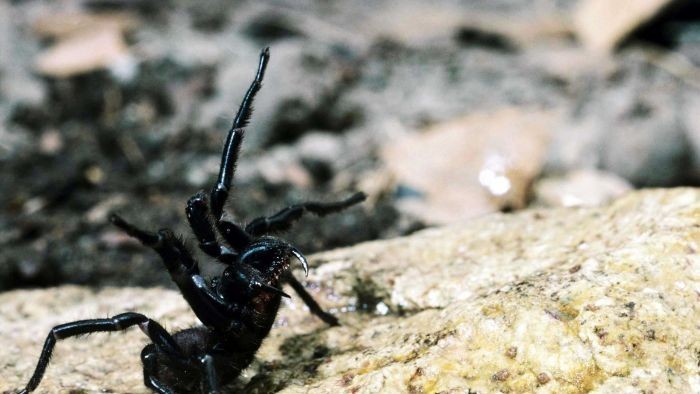 Laba-laba Mematikan Australia Efektif Bunuh Sel Kanker