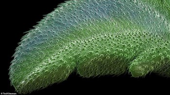 Adalah Ted Kinsman, profesor dari Rochester Institute of Technology ini mencoba melihat struktur ganja secara rinci.  Foto: Ted Kinsman