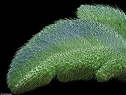 Seramnya Penampakan Ganja Saat Dilihat Pakai Mikroskop