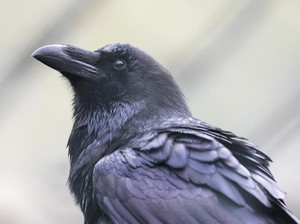 Hii... Tikus hingga Burung Gagak Pernah Jadi Menu Makanan Manusia
