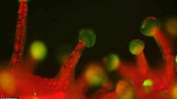 Penampakan makro daun. Foto: Ted Kinsman