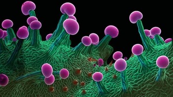 Semakin tua, trikoma akan makin tinggi. Foto: Ted Kinsman