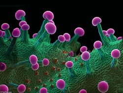 Seramnya Penampakan Ganja Saat Dilihat Pakai Mikroskop