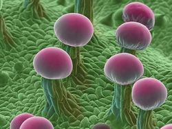 Seramnya Penampakan Ganja Saat Dilihat Pakai Mikroskop