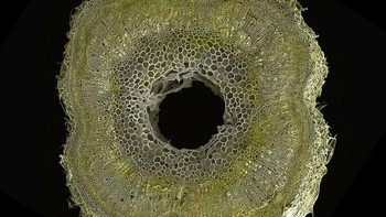 Penampakan batang di bagian tengah saat dilihat dari mikroskop. Foto: Ted Kinsman