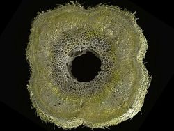 Seramnya Penampakan Ganja Saat Dilihat Pakai Mikroskop