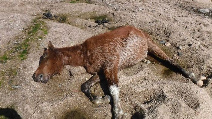 Snooze Vermelden Luchten Banyak Kuda Liar Mati di Taman Nasional Australia Akibat Kekeringan