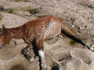 Banyak Kuda Liar Mati di Taman Nasional Australia Akibat Kekeringan