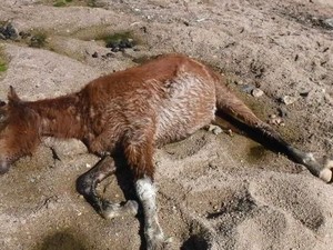 Banyak Kuda Liar Mati di Taman Nasional Australia Akibat Kekeringan