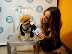 Bikin Gemas! Ini Jiffpom, Anjing Tajir berkat Instagram