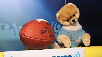 Bikin Gemas! Ini Jiffpom, Anjing Tajir berkat Instagram