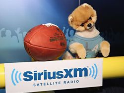 Bikin Gemas! Ini Jiffpom, Anjing Tajir berkat Instagram