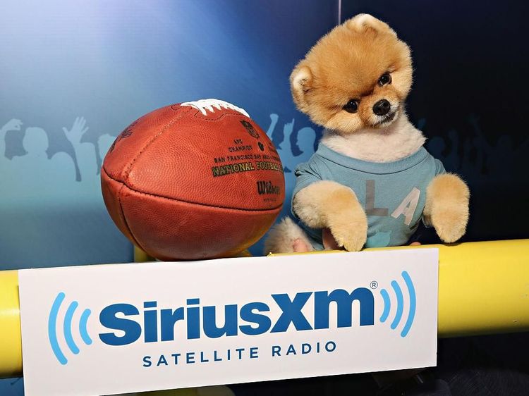 Bikin Gemas! Ini Jiffpom, Anjing Tajir berkat Instagram