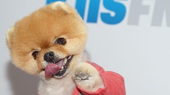 Jiffpom dan salah satu posenya yang bikin gemas. (Foto: Matt Winkelmeyer/Getty Images)