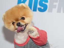 Bikin Gemas! Ini Jiffpom, Anjing Tajir berkat Instagram
