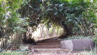 Foto: Di Taman Situ Mustika ini, juga dilengkapi dengan berbagai macam tumbuhan dan aneka pohon anggrek. Sehingga bisa menjadi taman edukasi bagi para pelajar di Banjar khususnya. (Dadang Hermansyah/detikTravel)