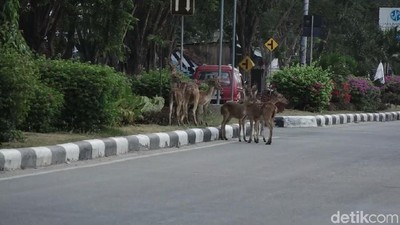 Penampakan Belasan Rusa Berkeliaran di Jalanan Kota Palu