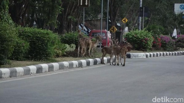 Penampakan Belasan Rusa Berkeliaran di Jalanan Kota Palu