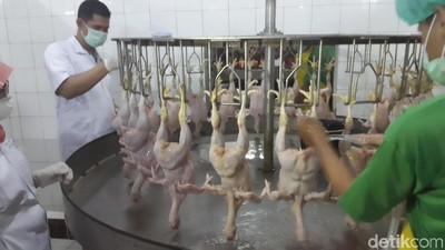 Perjalanan Panjang Daging Ayam Sampai Jadi Lauk Sarapan Pagi Ini