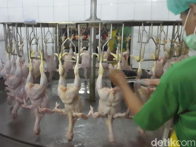 Perjalanan Panjang Daging Ayam Sampai Jadi Lauk Sarapan Pagi Ini