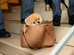 Bikin Gemas! Ini Jiffpom, Anjing Tajir berkat Instagram