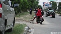  Kawanan rusa tersebut berlarian dan panik saat sejumlah kendaraan melintas. 
