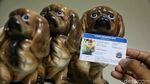Ini Bentuk KTP Anjing yang Diterbitkan Pemprov DKI