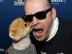 Bikin Gemas! Ini Jiffpom, Anjing Tajir berkat Instagram