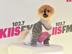 Bikin Gemas! Ini Jiffpom, Anjing Tajir berkat Instagram