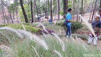 Foto: Di awal tahun 2018, Situ Mustika mulai ditata menjadi sebuah taman yang cocok untuk berswafoto, terutama bagi wisatawan yang gemar mengunggah foto diri dengan latar belakang yang indah dan unik. (Dadang Hermansyah/detikTravel)