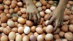 Harga Telur Ayam Naik