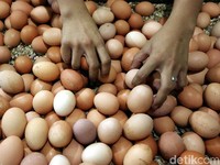Luhut Kritik Keras yang Janji Turunkan Harga Telur dalam 100 Hari