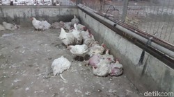 Daging ayam yang sehat didapat dari proses yang panjang. Yuk intip pemotongan daging ayam di RPHU (Rumah Potong Hewan Unggas) Rawa Kepiting, Jakarta Timur.
